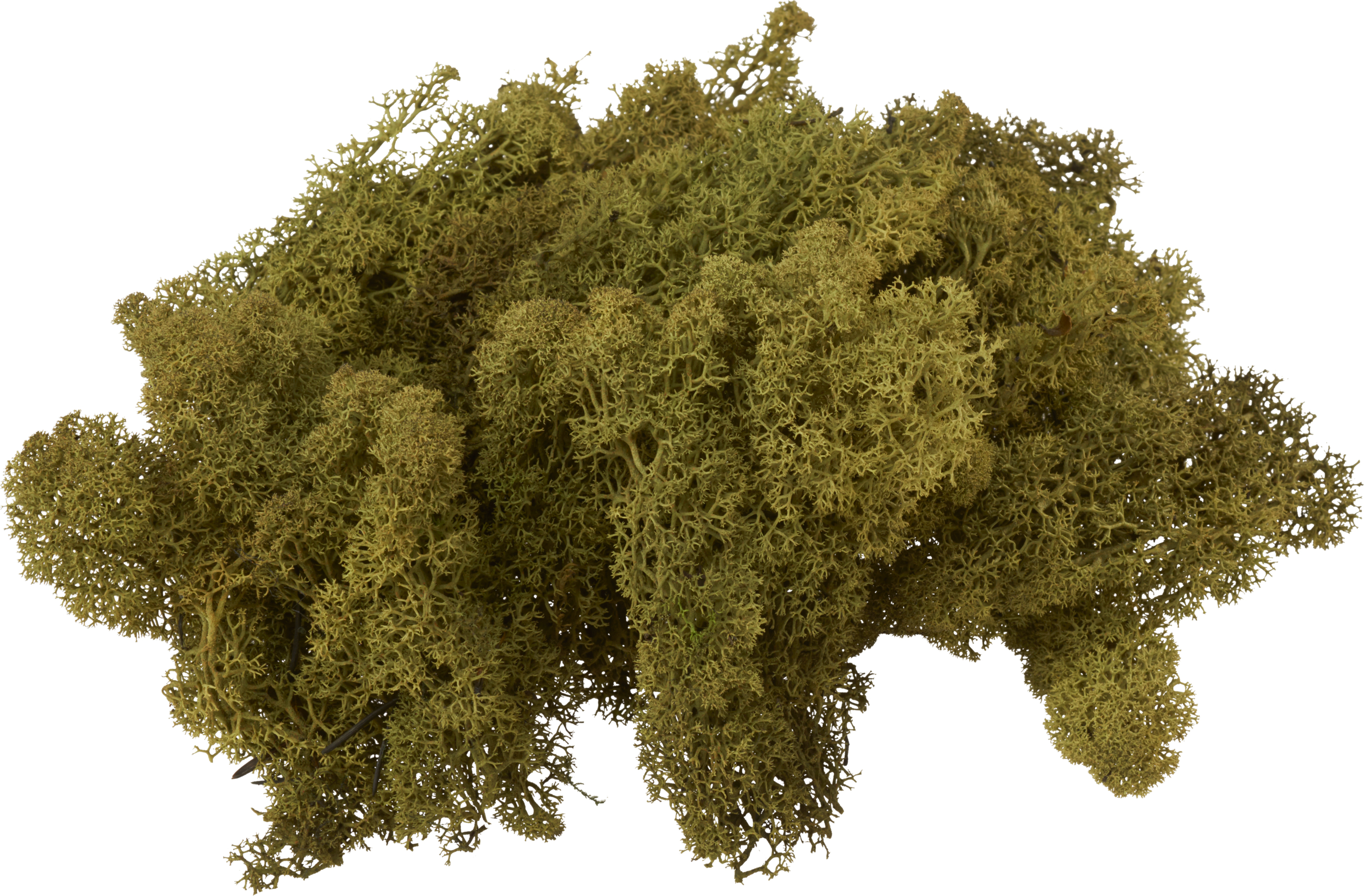 Naturfloristik Max Wiedenmann VBS Islandmoos 100 g Naturdeko für Modellbau Floristik und Bastelprojekte Grün