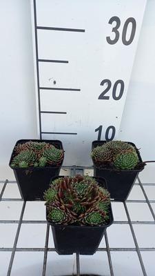 GRDplanten 6 x Sempervivum hybr. 'Silberkarneol' - Hauswurz - Topf 9 x 9 cm