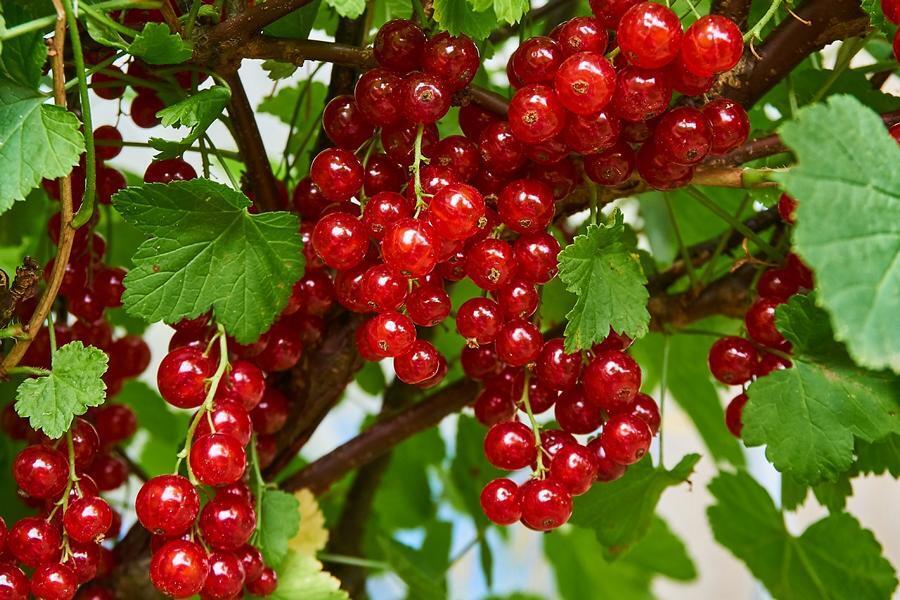 Blumen-Senf 3x Ribes rubrum 'Jonkheer van Tets' 40-60 cm | Rote Johannisbeere | Beerenstrauch für Garten und Balkon