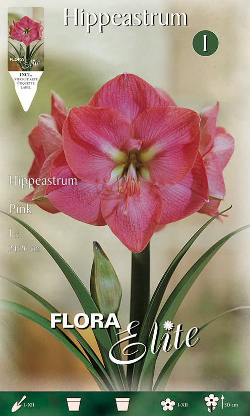 Amaryllis rosa (1 Stück) | Amarylliszwiebeln von Flora Elite 692727-fe