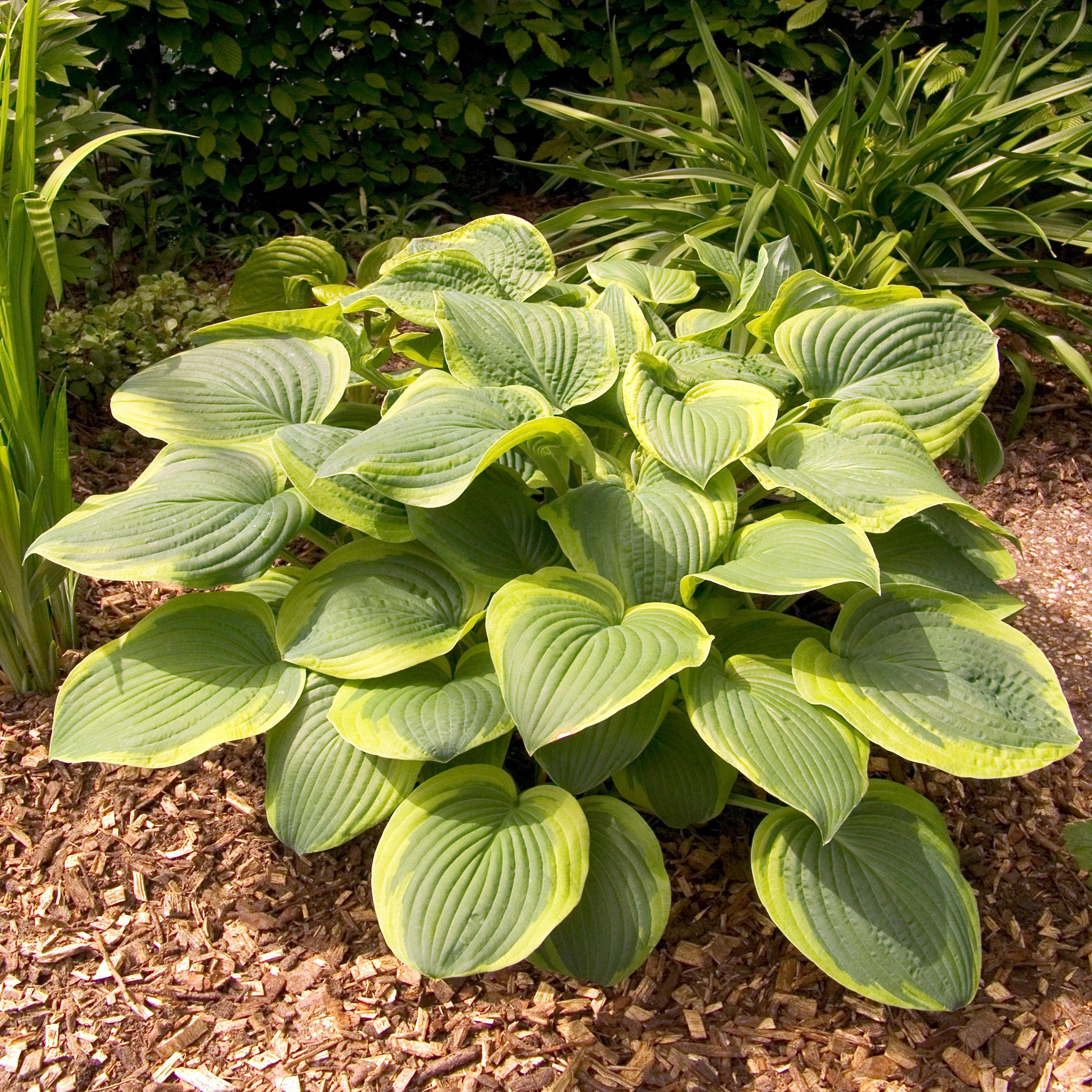 Benex Funkie Hosta Knolle Zierblätter Staude Funkie Abiqua Moonbeam 1 St.