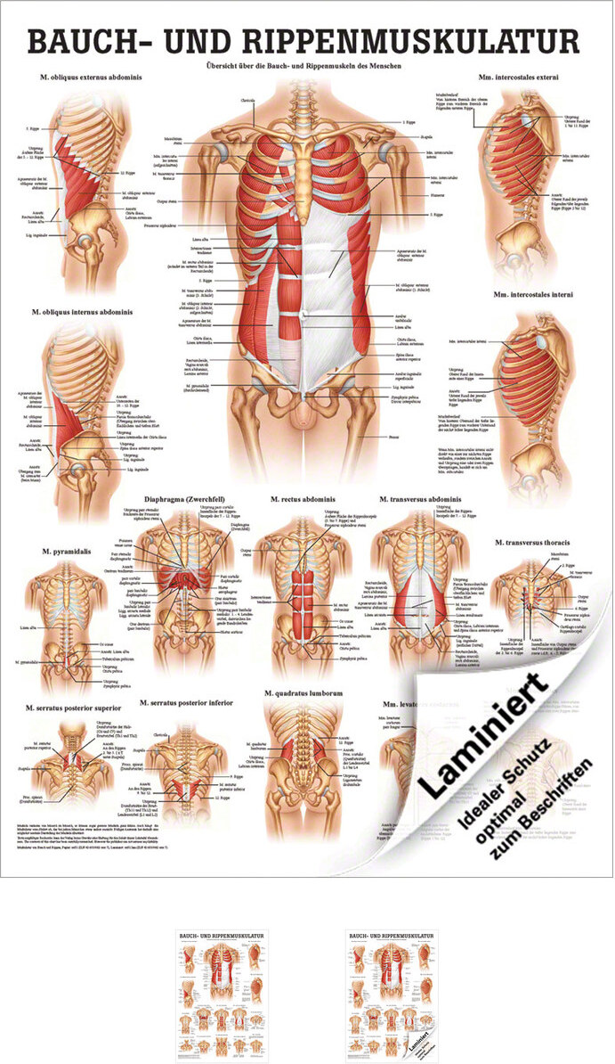 Bauch- und Rippenmuskulatur Poster Anatomie 70x50 cm medizinische Lehrmittel 25092