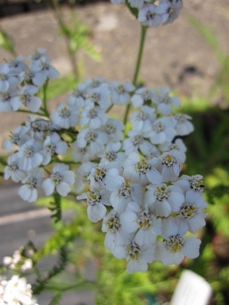 Baumschule Weiße Schafgarbe White Beauty - Achillea millefolium White Beauty