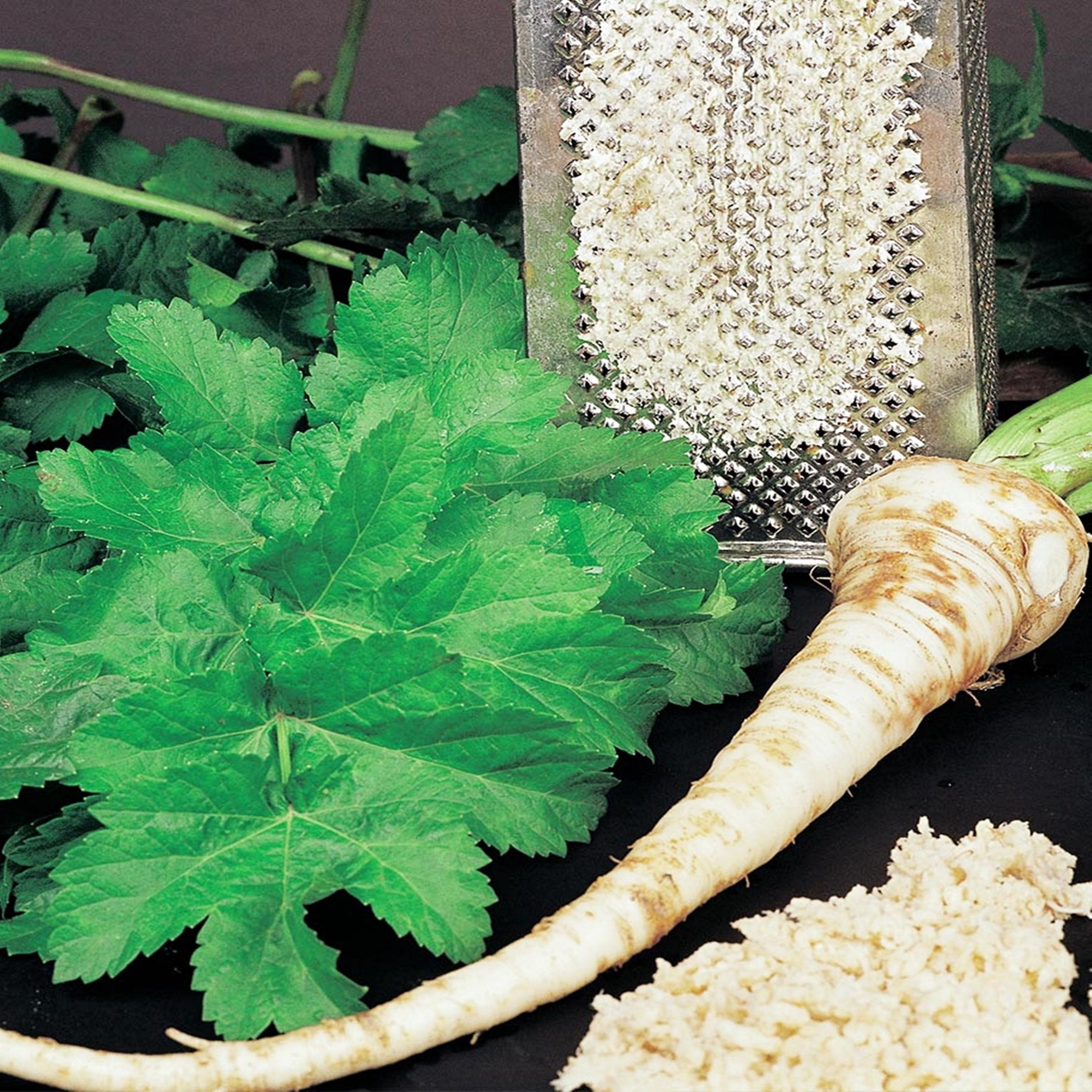 Benex Meerrettich mehrjährig Gemüse Gewürz Wurzel Armoracia Meerrettich Kren 1 St.