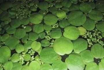 Mühlan Wasserpflanzen 10 x Froschbiss (Limnobium laevigatum), Südamerika 472