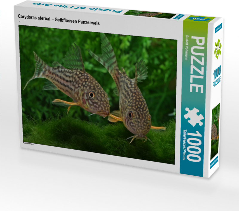 CALVENDO Puzzle Corydoras sterbai - Gelbflossen Panzerwels | 1000 Teile Lege-Größe 64x48cm Foto-Puzzle für glückliche Stunden