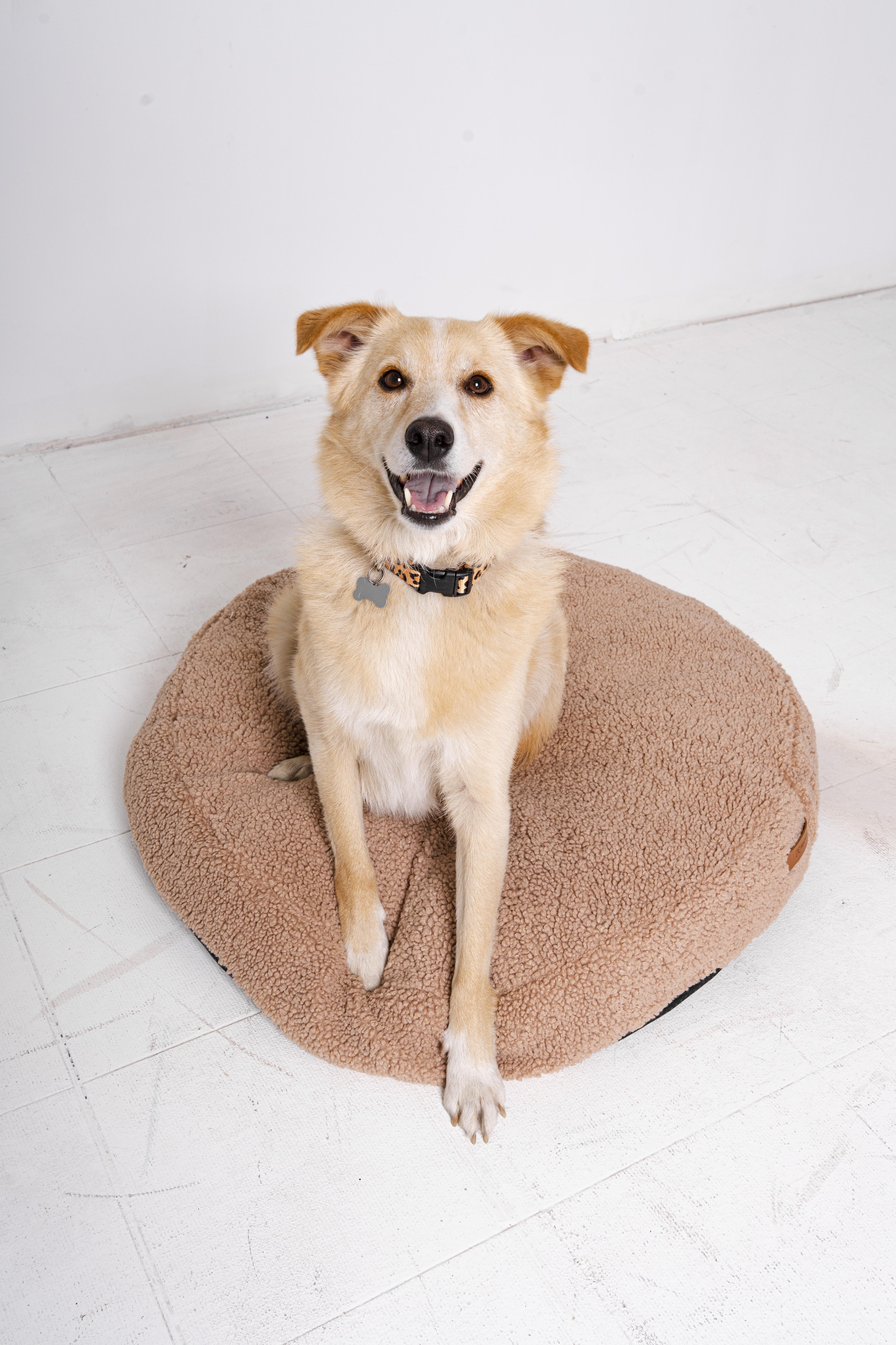 rexproduct Coco Teddy– entzückendes, rundes Hund- und Katzenkissen, waschbar, Farbe Hellbeige, Größe M