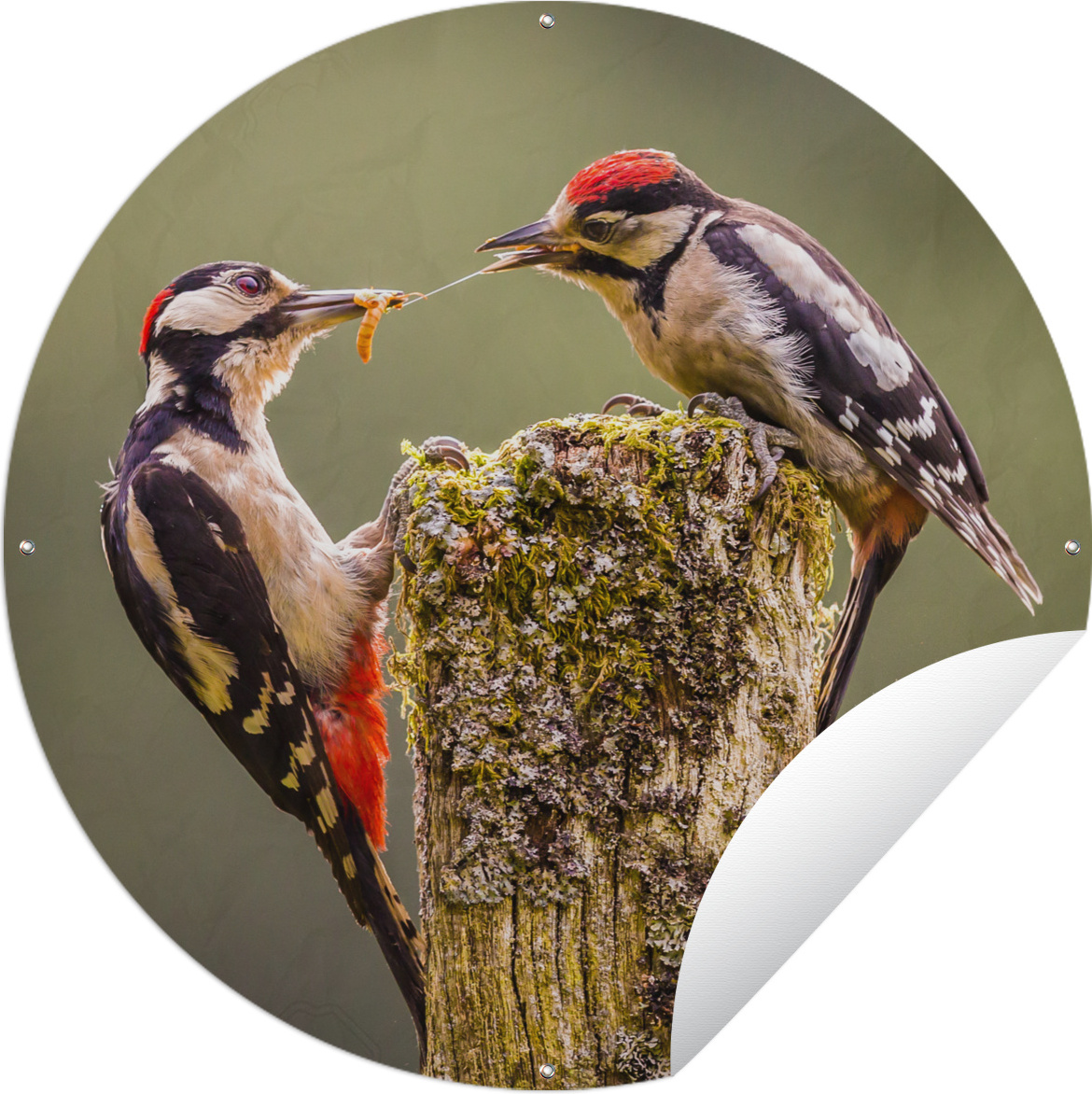MuchoWow® Gartenposter Outdoor-Poster Rund Zwei Buntspechte konkurrieren um Nahrung Ø 150 cm Gartendeko Rundes Poster draußen 144|329242678