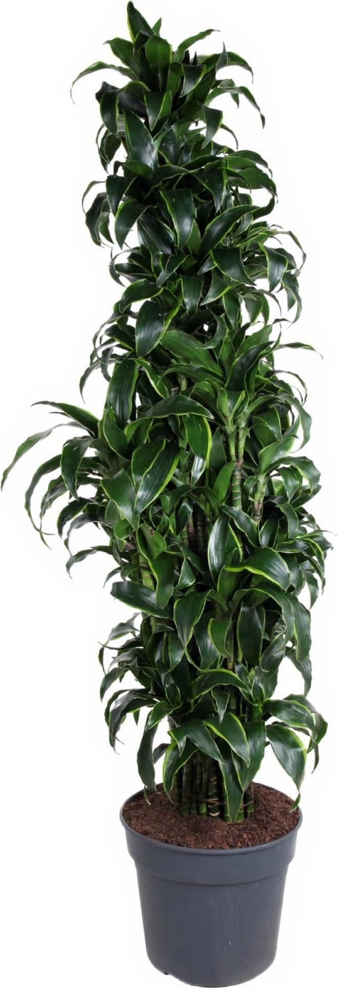 Pflanzen-für-dich.de Drachenbaum Dracaena Dorado verzweigt 27 cm Topf 100 cm Höhe