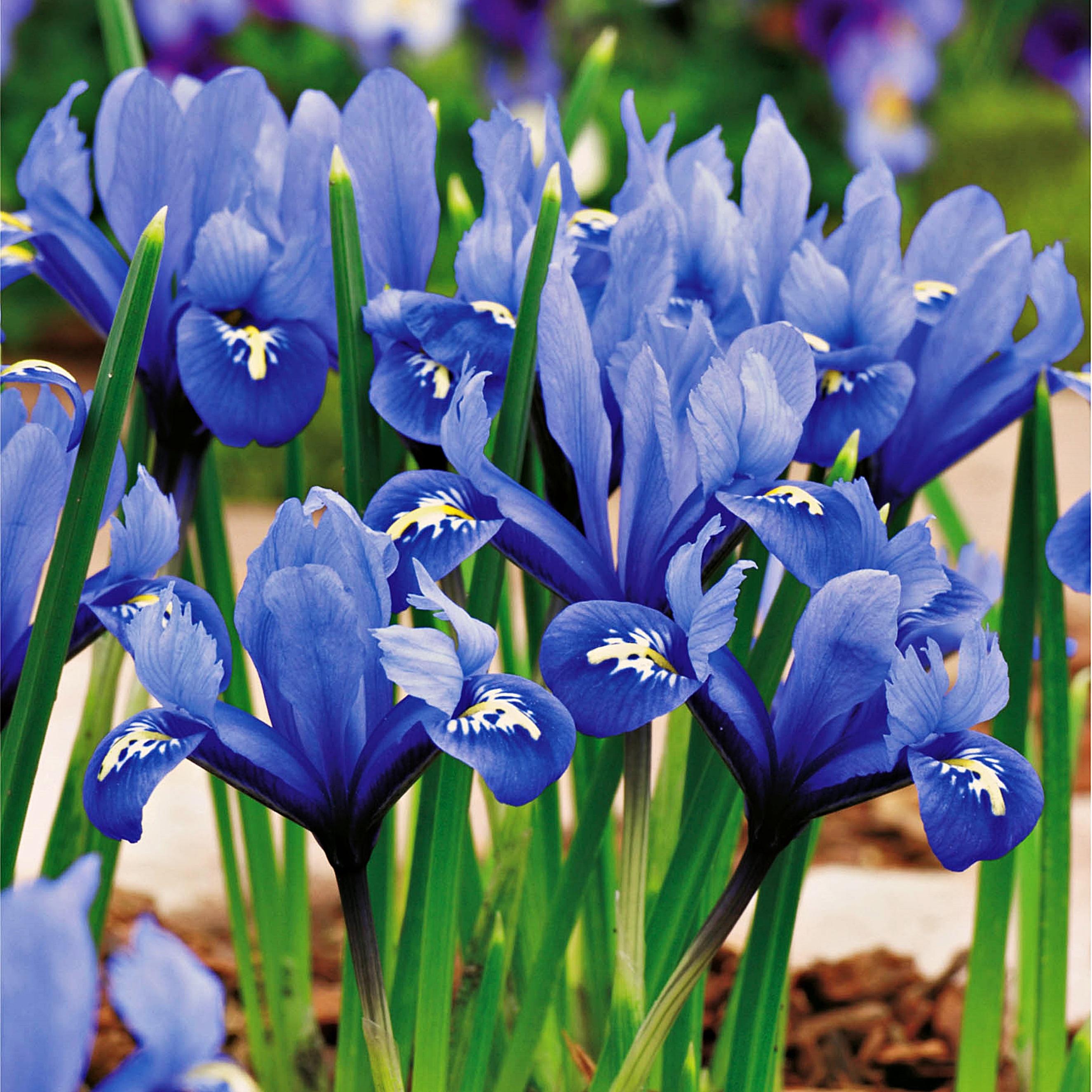 Benex Blumenzwiebeln Zwiebeln Blüten Iris Netz-Schwertlilie 10 St.