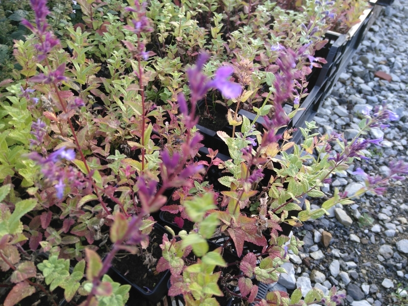 Fechner Pflanzen Hohe griechische Katzenminze - anspruchslos, sonnig, trocken, Bienenweide - Co. 2,7 L