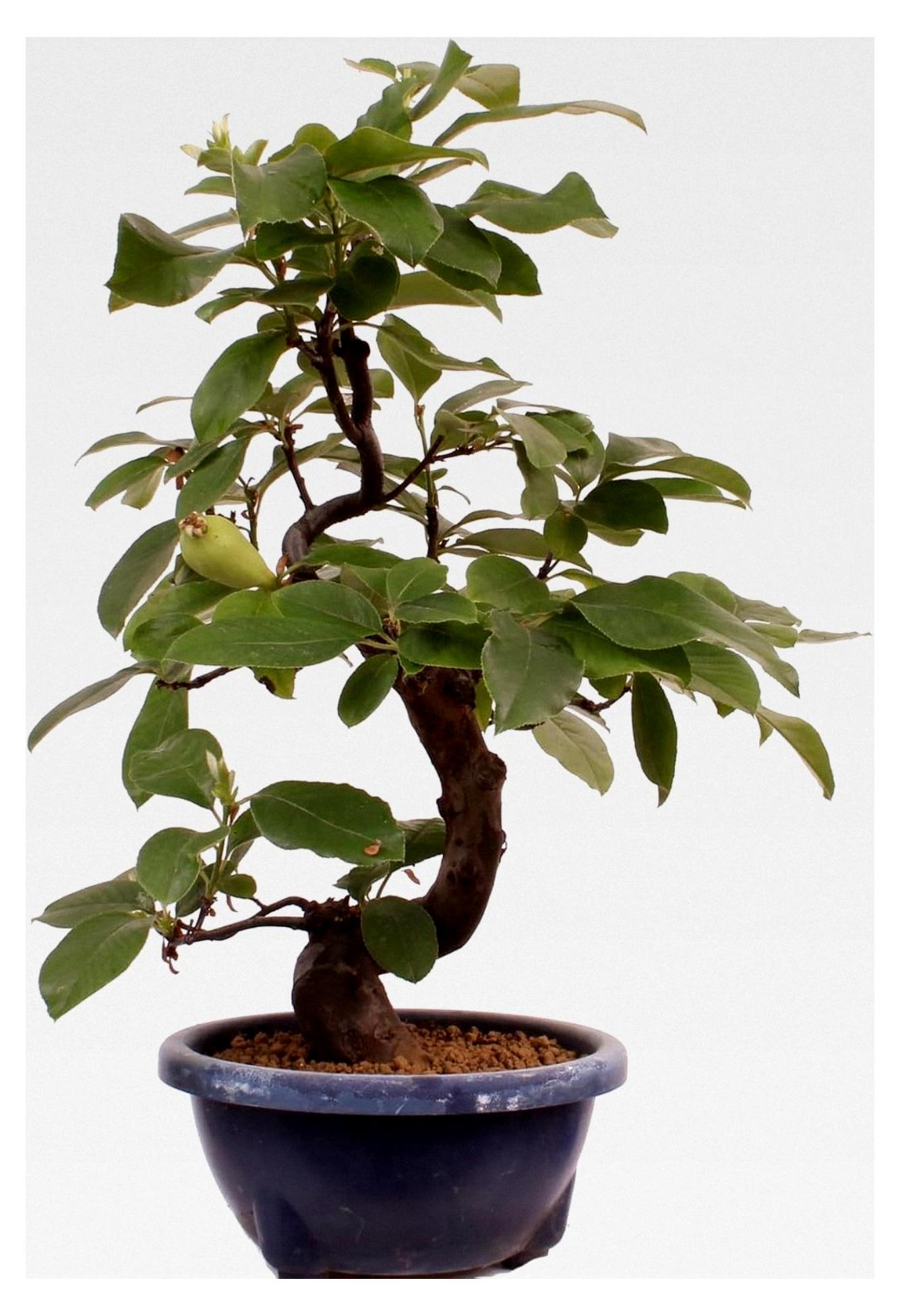 Markenlos Bonsai - Pseudocydonia sinensis, Holzquitte