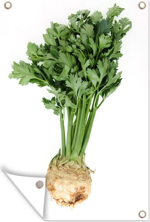 MuchoWow® 80x120 cm Outdoor-Poster Gartendeko Sichtschutz Garten Poster für den Garten Knollensellerie mit frischen grünen Blättern 133|1298238