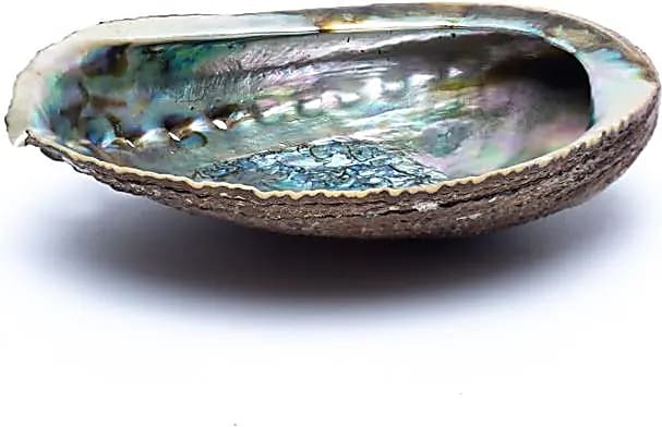 Bahadra Grüne Abalone Smudge Muschel Haliotis Fulgens M -- ±12–16 cm kaufen online