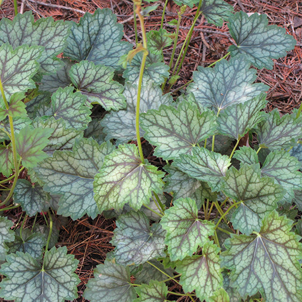 Arborix, grüner und billiger 6 x Purpurglöckchen - Heuchera 'Ring Of Fire' | Topf 9cm x 9cm HERFIRE-113