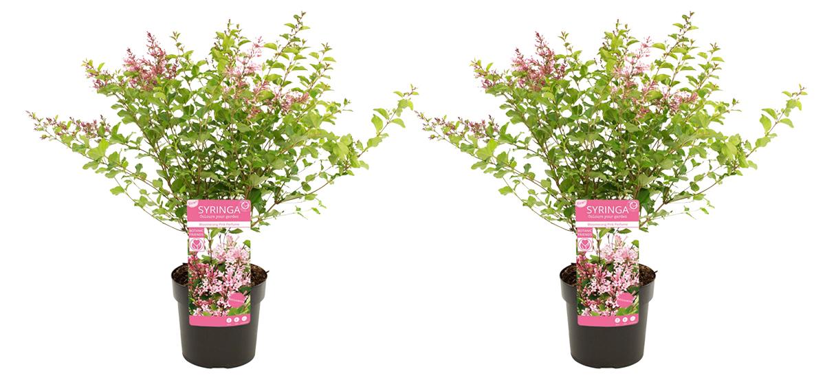 Herbie 2x Syringa Bloomerang Pink Perfume P19 H60 BL-5810