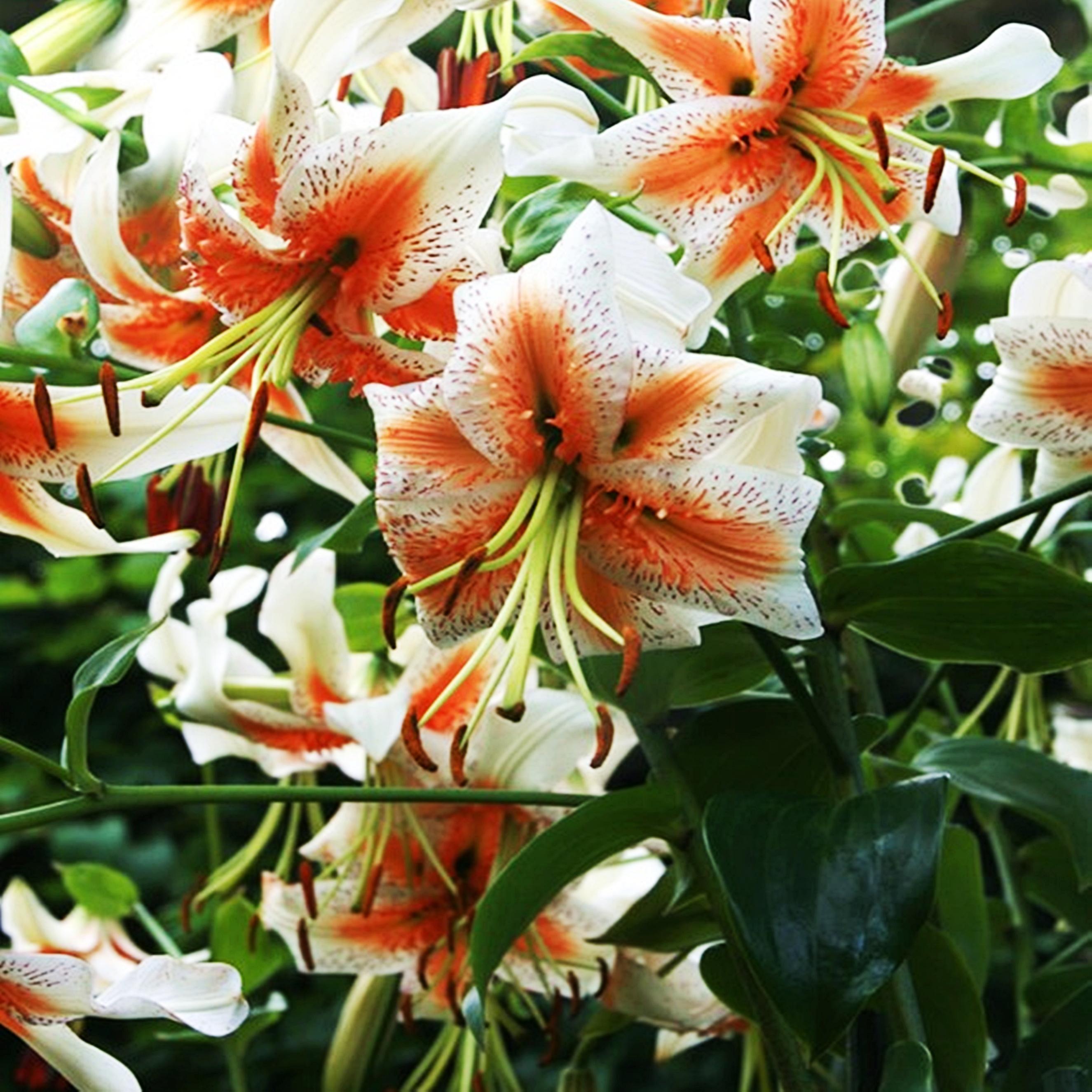 Benex Lilien Blumenzwiebeln Zwiebeln Blumen Baumlilie Lady Alice 1 St.