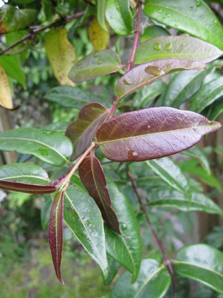Baumschule Lonicera henryi Copper Beauty - Geißblatt