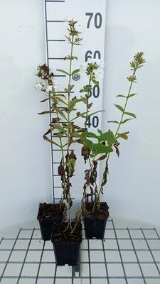 GRDplanten 6 x Phlox (p) 'Rembrandt' - Flammenblume - Topf 9 x 9 cm