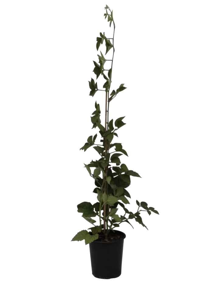 Müllers Grüner Garten Shop Zuckerbrombeere Asterina ® süß aromatisch 60-100 cm Brombeere Brombeerpflanze im 3,5 Liter Topf GGS04411