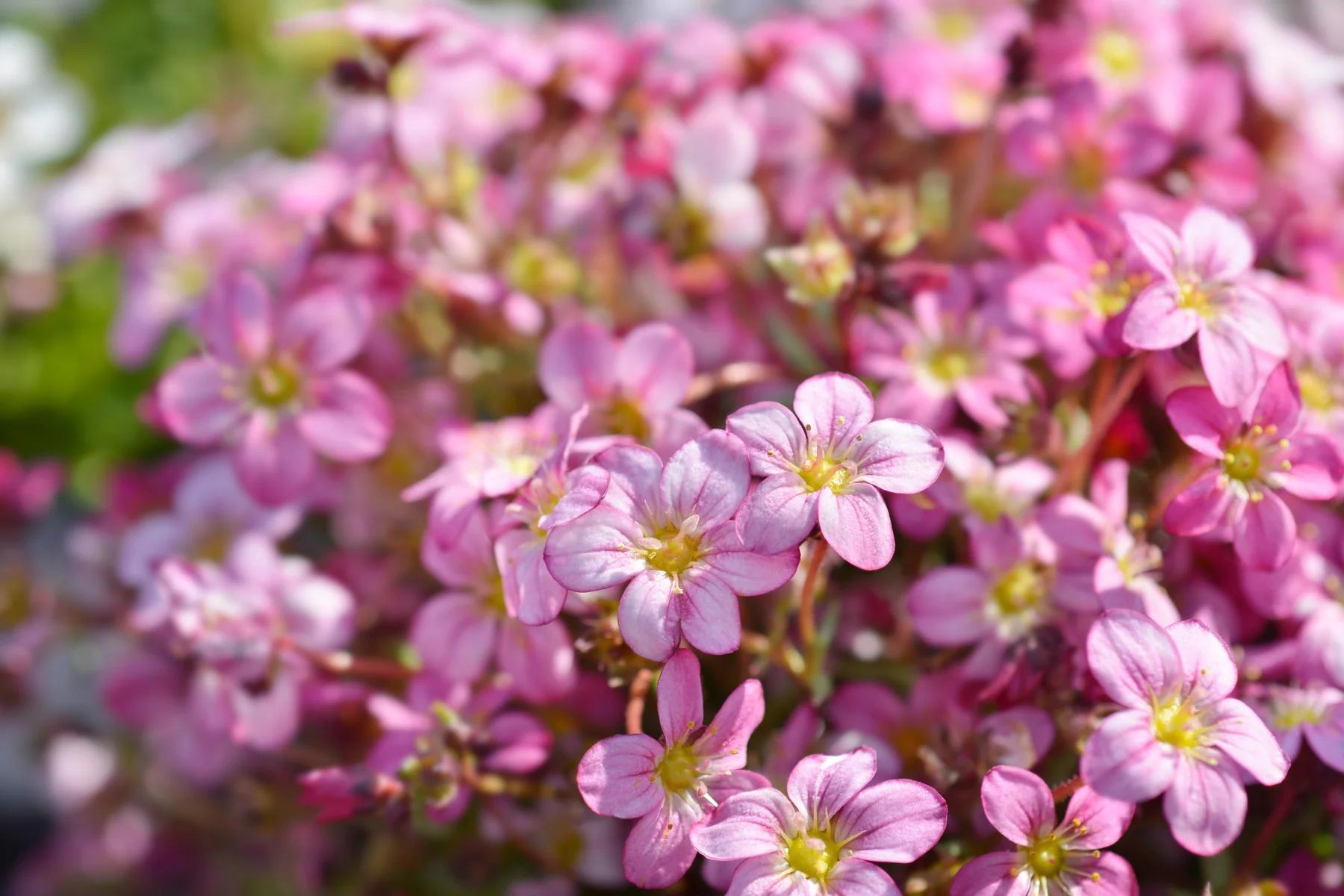 Stauden Gänge 10 x Saxifraga x arendsii 'Ice Colours Appleblossom' - Rosa Moos-Steinbrech - Zartrosa Polster-Steinbrech mit Blütenfülle