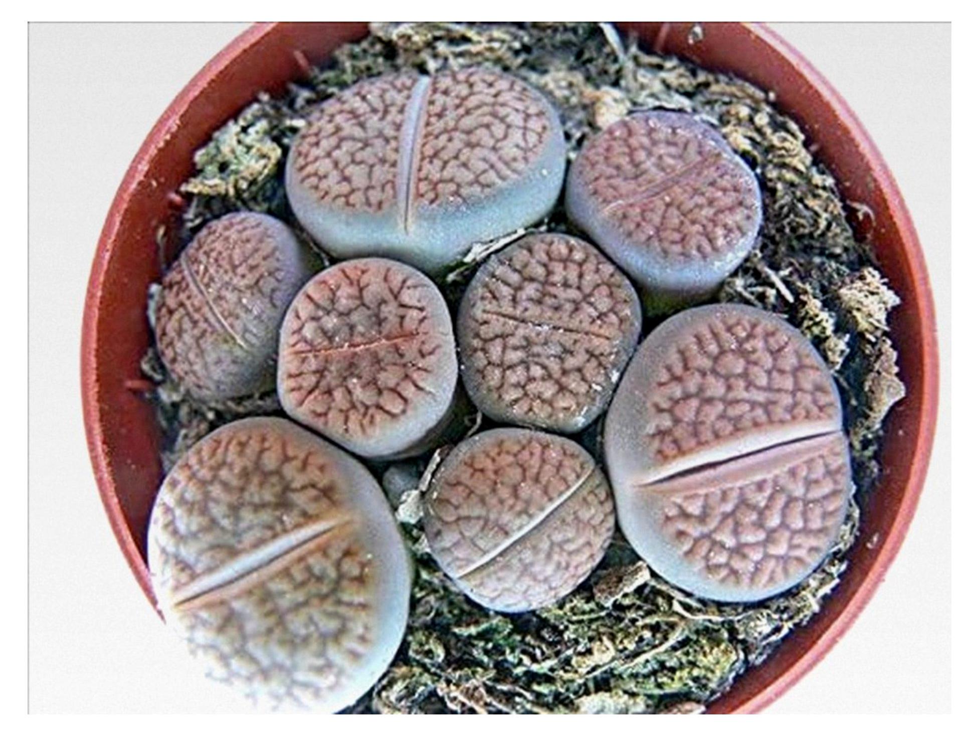 Markenlos Lithops - Lebender Stein - im 5,5 cm Topf