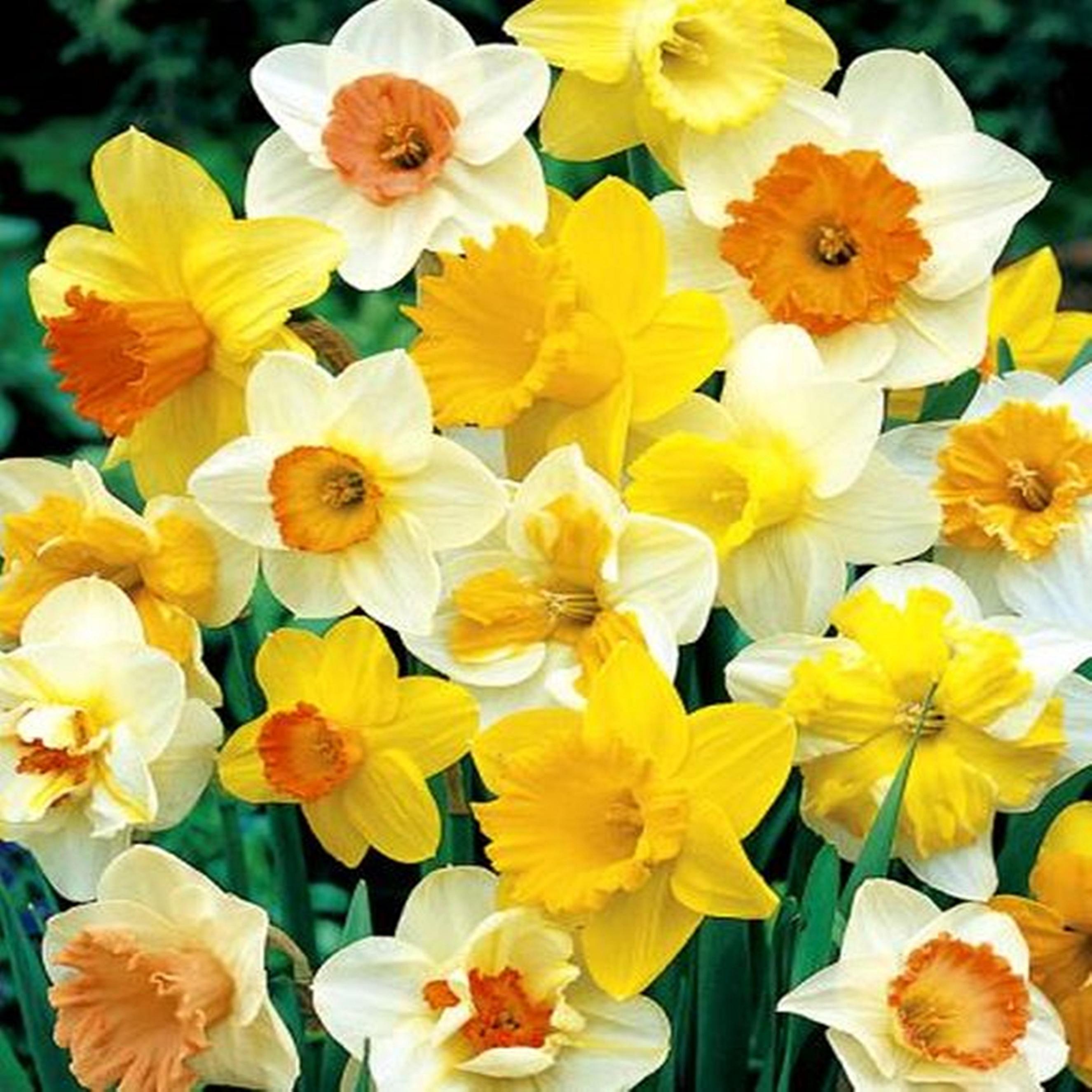 Benex Narzissen Blumenzwiebeln Zwiebeln Blumen Narzisse Mix Mischung 25 St.