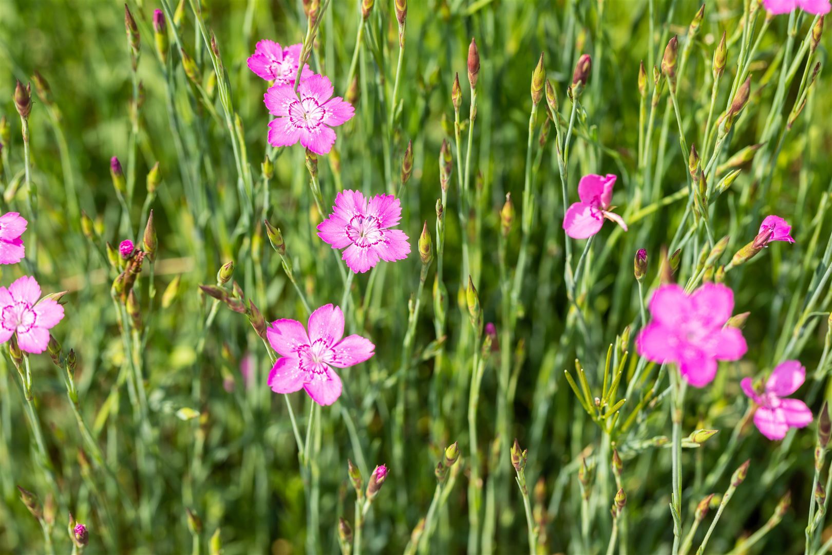 Pflanzen-für-dich.de Dianthus deltoides 'Roseus', Heidenelke, rosa, ca. 9x9 cm Topf SANA001241