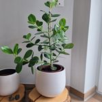 Blumentopf Gabriele 