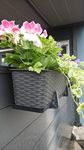 Blumenkasten