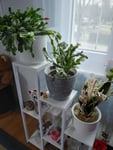 Blumenständer 7 Ebenen für Innen- und Ausenbereich.