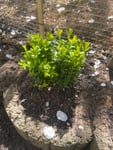25 Pflanzen Buchsbaum 20-25 cm Strauch Buxus
