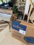 Super schönes Katzenklo mit viel Platz und Mega einfache Reinigung!