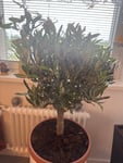 Olivenbaum 