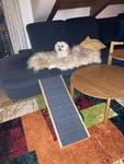 Rampe Hund 