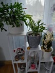 Blumenständer 7 Ebenen für Innen- und Ausenbereich.
