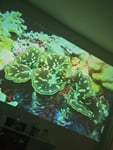 Projektor