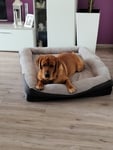 Tolles Hundebett 