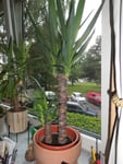 Wunderschöne Yucca-Pflanze
