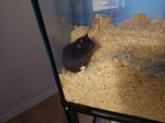 Hamsterkäfig 