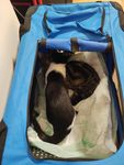 Faltbare Hundebox Transporttasche Transportbox Auto für Katze Hunde Große Kleine Box Bag Bed Decke Klein 