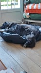 Mes chiens adorent