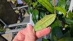 falsche  Pflanze geliefert, Schädlingsbefall