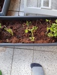 Sehr lange Laufzeit mit DHL