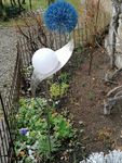 Lichblüten