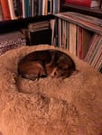 Die beste Investition, die ich für meinen Hund gemacht habe