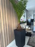 Palme 1,60 geoss