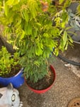 Ma jolie plante