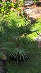 Palme