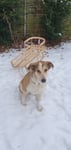 Schlittenhund